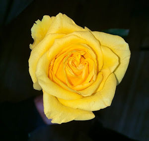 Meet your Posher, Melissa